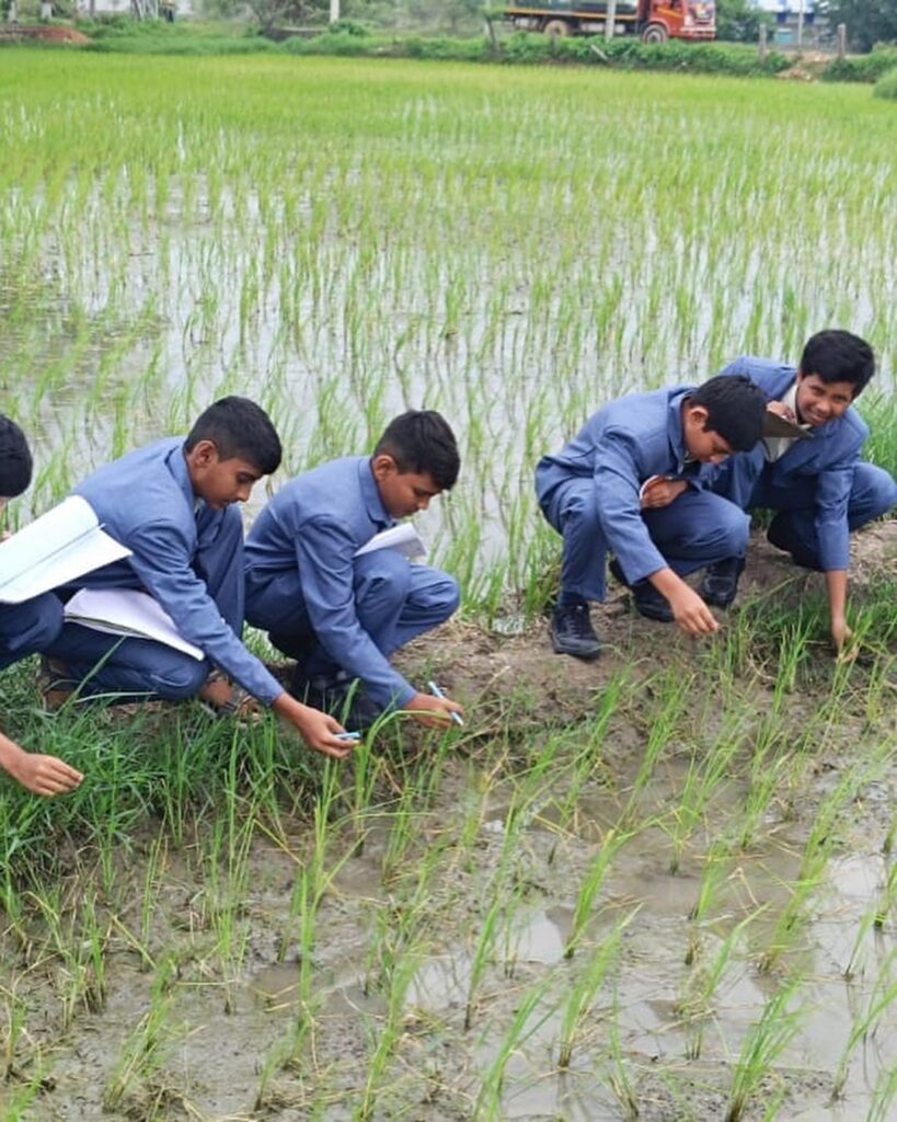 Exploring Paddy Cultivation: Grade-VIII Field Trip at TJIS