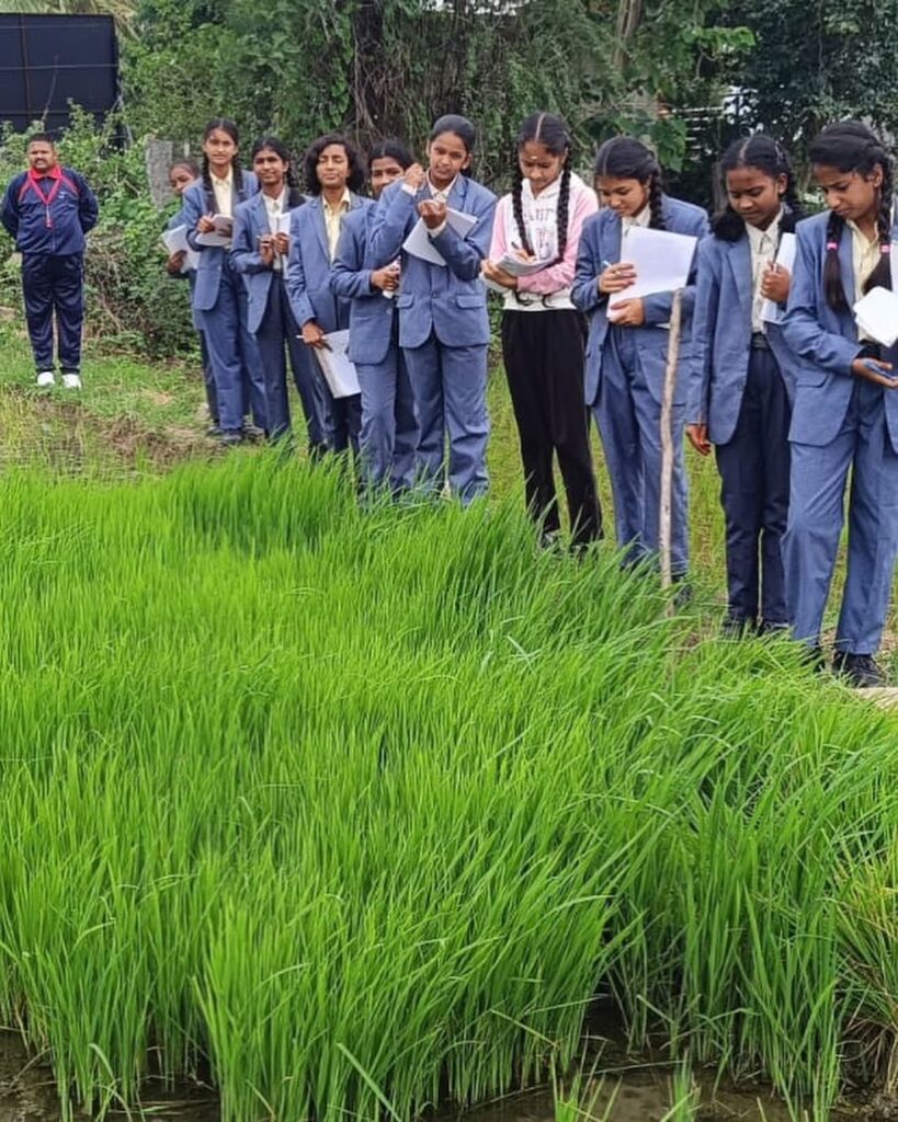 Exploring Paddy Cultivation: Grade-VIII Field Trip at TJIS