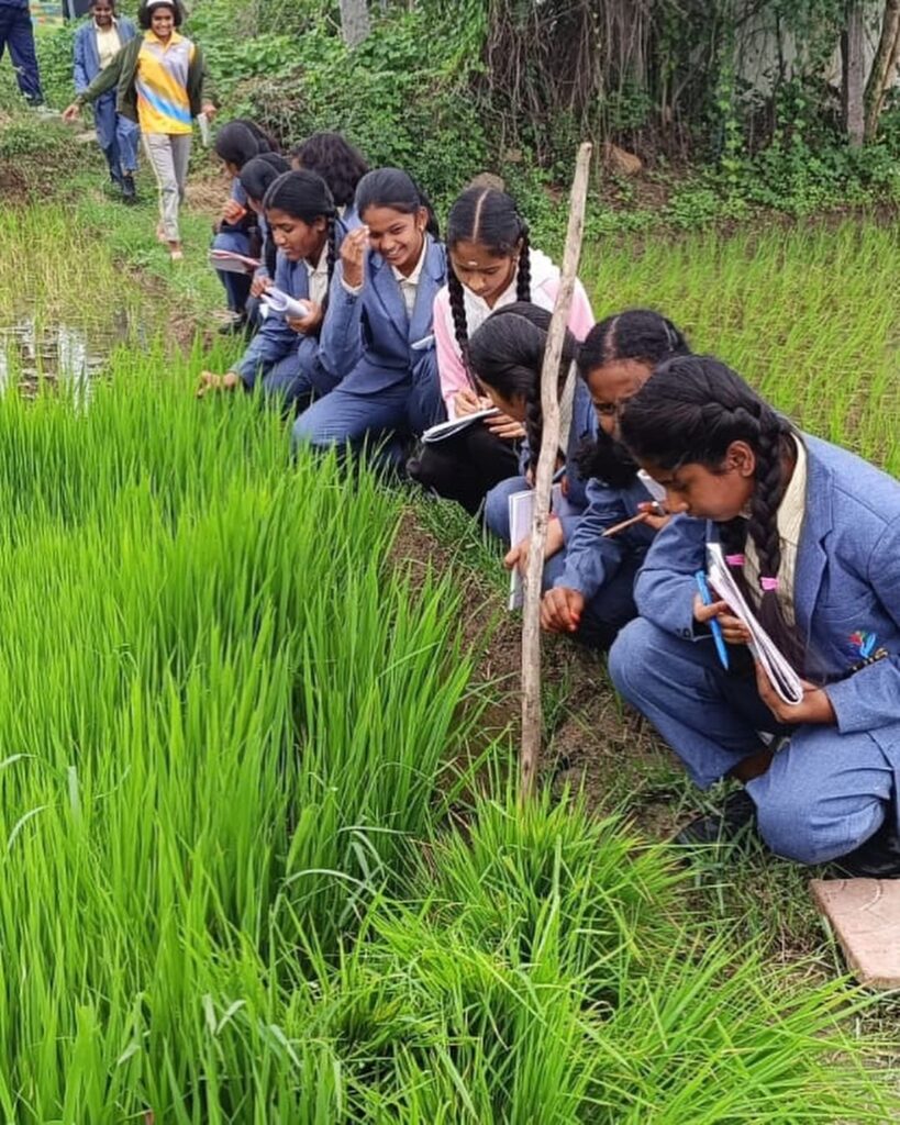 Exploring Paddy Cultivation: Grade-VIII Field Trip at TJIS