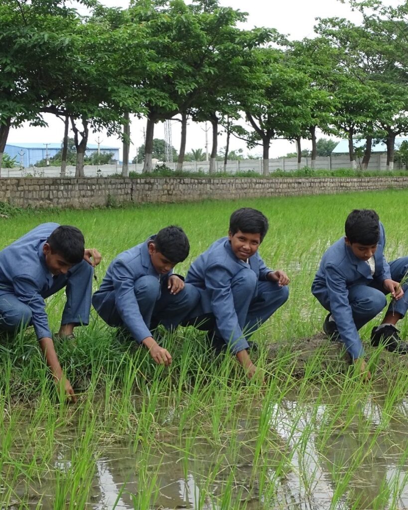 Exploring Paddy Cultivation: Grade-VIII Field Trip at TJIS